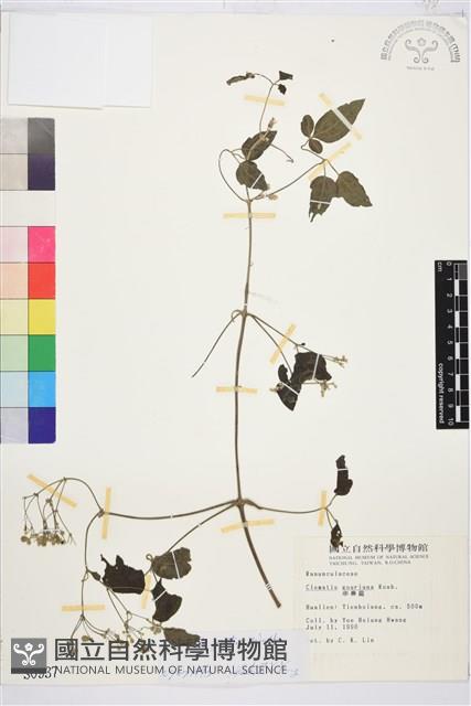 串鼻龍藏品圖，第2張