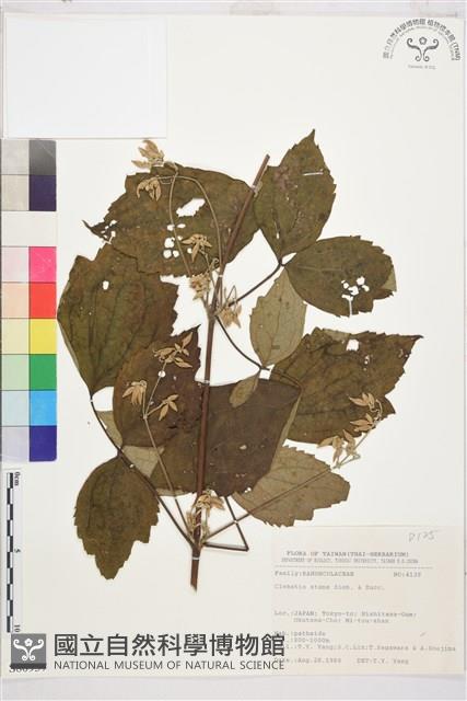 登錄號:S080937藏品圖，第1張