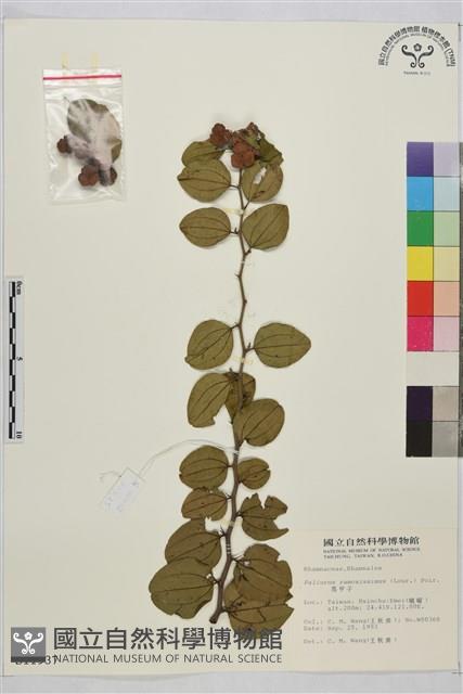 馬甲子藏品圖，第2張