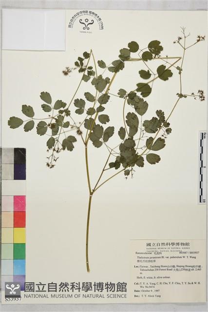 微毛爪哇唐松草藏品圖，第1張