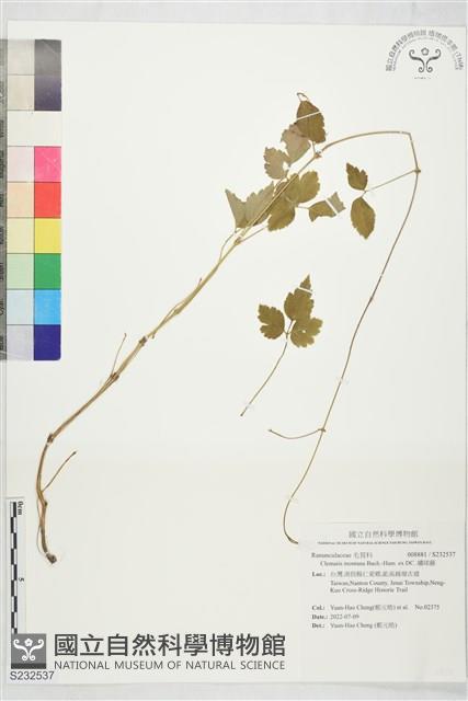 繡球藤藏品圖，第1張