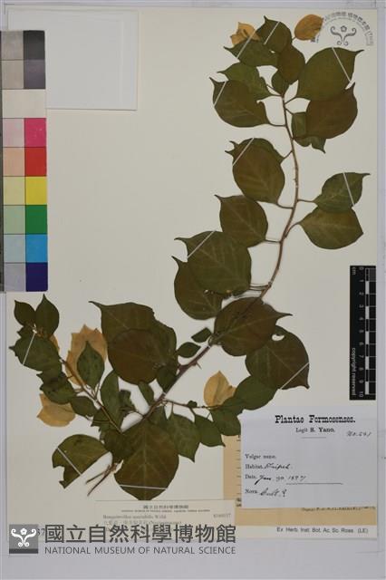 九重葛、南美紫茉莉藏品圖，第1張