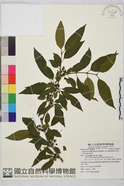 塔山鼠李藏品圖，第1張