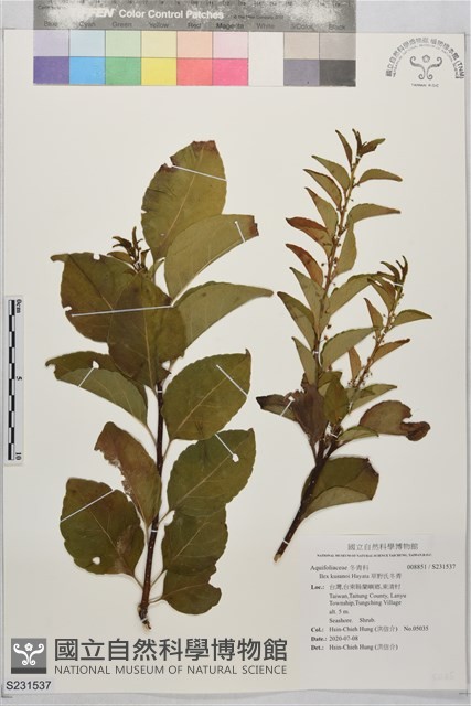 草野氏冬青藏品圖，第1張