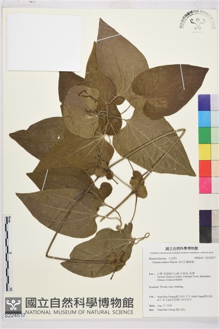 田代氏鐵線蓮藏品圖，第1張