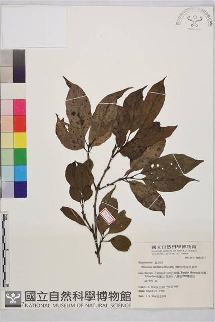 中原氏鼠李藏品圖，第1張