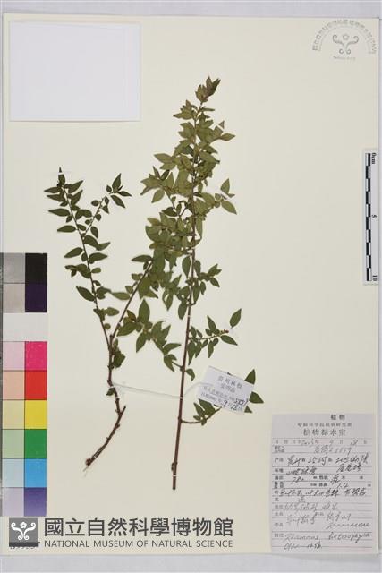 異葉鼠李藏品圖，第1張