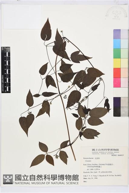 Accession Number:S049537 Collection Image