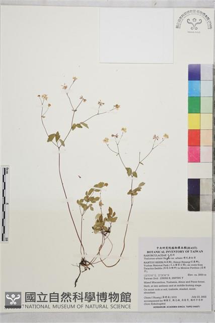 傅氏唐松草藏品圖，第1張