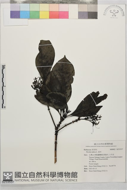茜木藏品圖，第1張