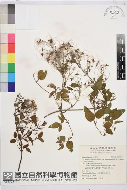 大肚山威靈仙藏品圖，第2張