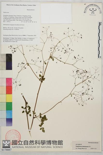 多葉唐松草藏品圖，第1張