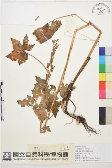 滇川翠雀花藏品圖，第1張