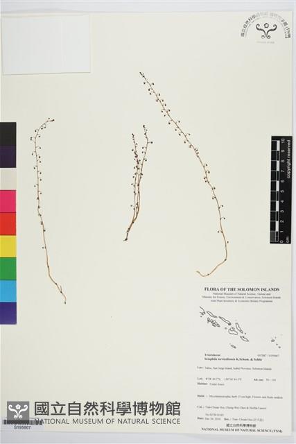 登錄號:S195667藏品圖，第1張
