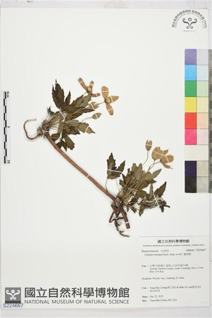 繡球藤藏品圖，第1張