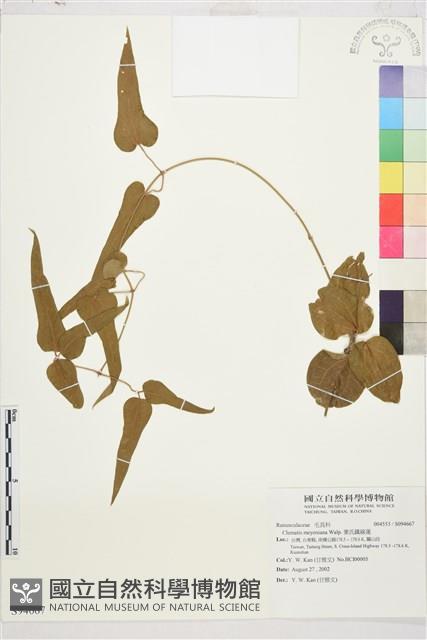 麥氏鐵線蓮藏品圖，第2張