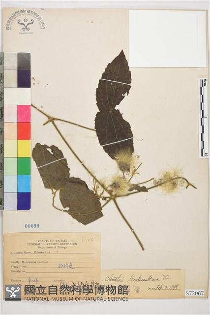 銹毛鐵線蓮藏品圖，第1張