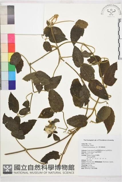 銹毛鐵線蓮藏品圖，第1張