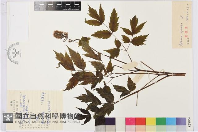 類葉升麻藏品圖，第1張