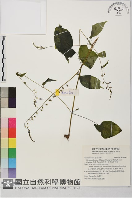 尖舌草、全唇尖舌苣苔藏品圖，第1張