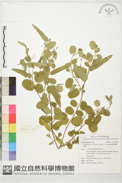 圓葉煉莢豆藏品圖，第1張