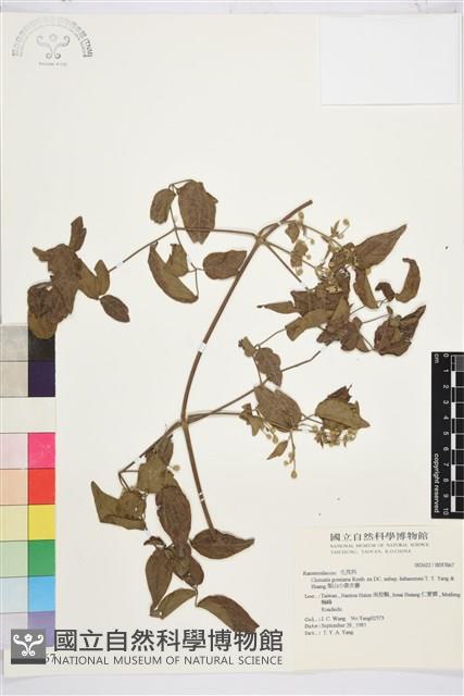 梨山小蓑衣藤藏品圖，第2張