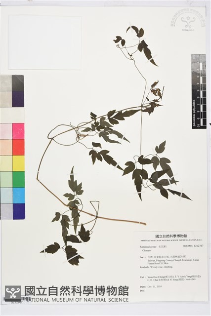 田村氏鐵線蓮藏品圖，第1張