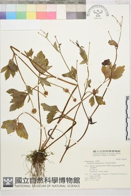 水辣菜、禺毛茛藏品圖，第1張