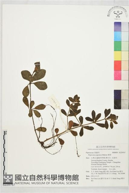 椒草藏品圖，第1張