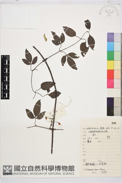 褐毛鐵線蓮藏品圖，第1張