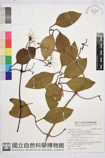 厚葉鐵線蓮藏品圖，第1張