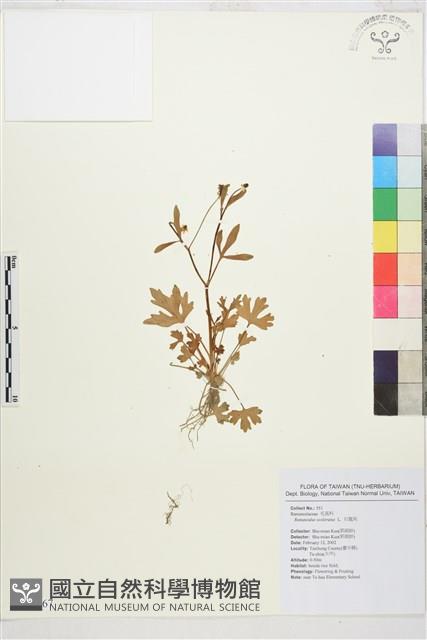 石龍芮藏品圖，第1張