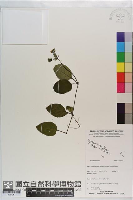 登錄號:S201267藏品圖，第1張