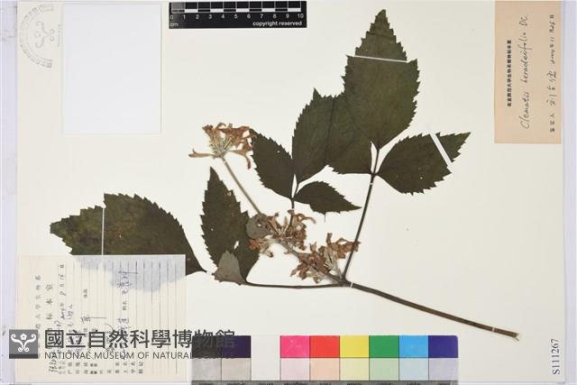 大葉鐵線蓮藏品圖，第1張