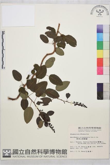 阿里山黃鱔藤藏品圖，第1張