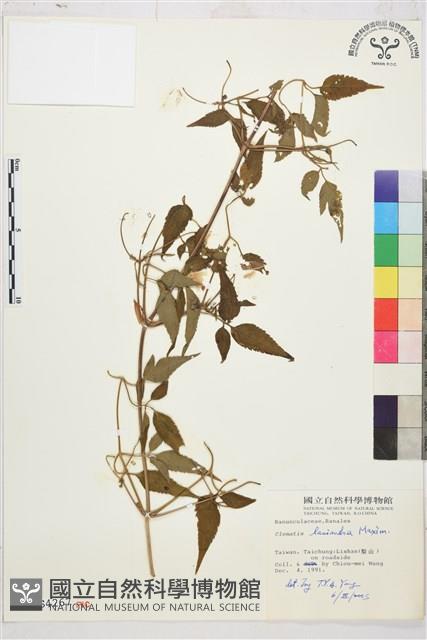 小木通藏品圖，第1張