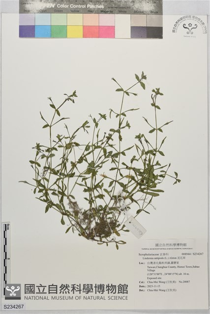 泥花草藏品圖，第1張