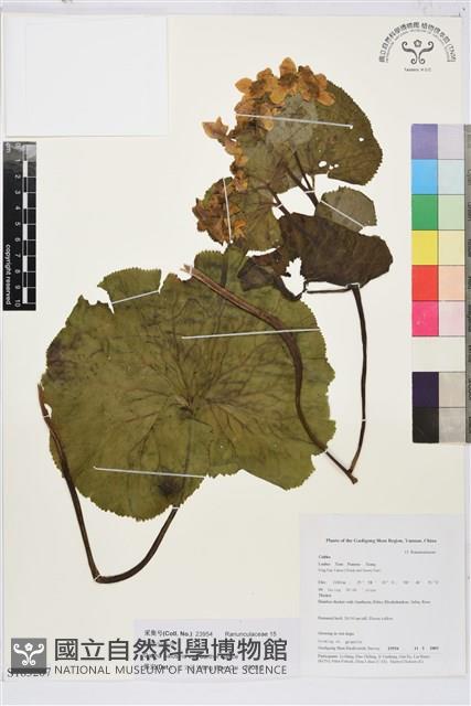 空莖驢蹄草藏品圖，第1張