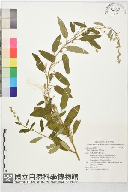 登錄號:S227267藏品圖，第1張