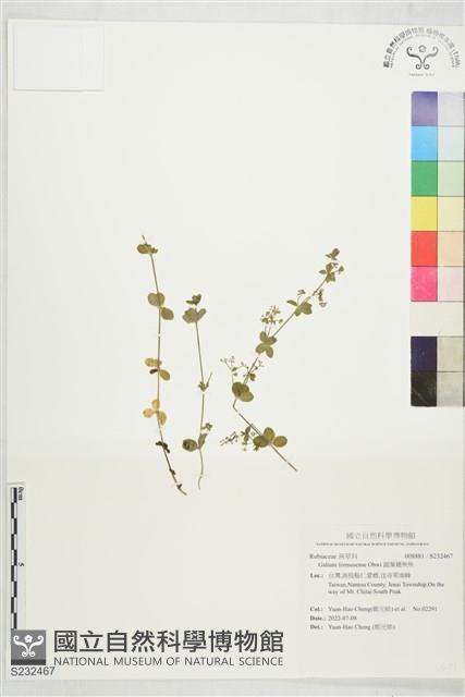 圓葉豬殃殃藏品圖，第1張