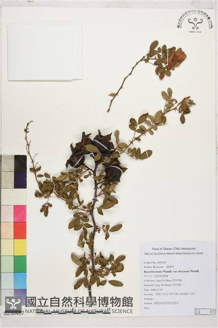 琉球野薔薇藏品圖，第1張