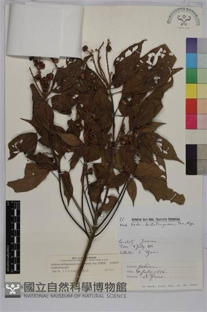 粗糠柴藏品圖，第1張