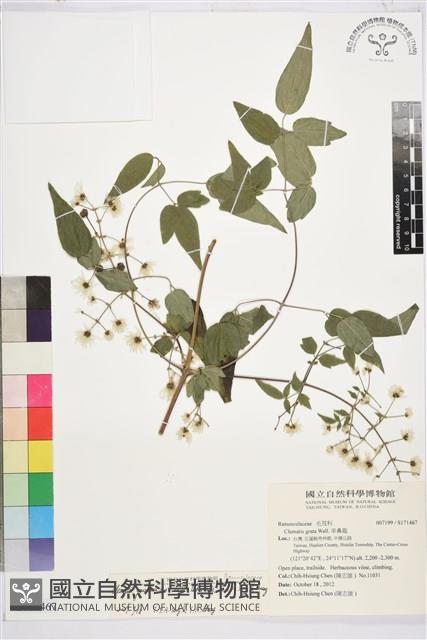 梨山小蓑衣藤藏品圖，第1張