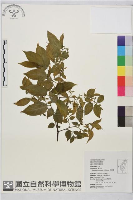 桶鉤藤藏品圖，第1張