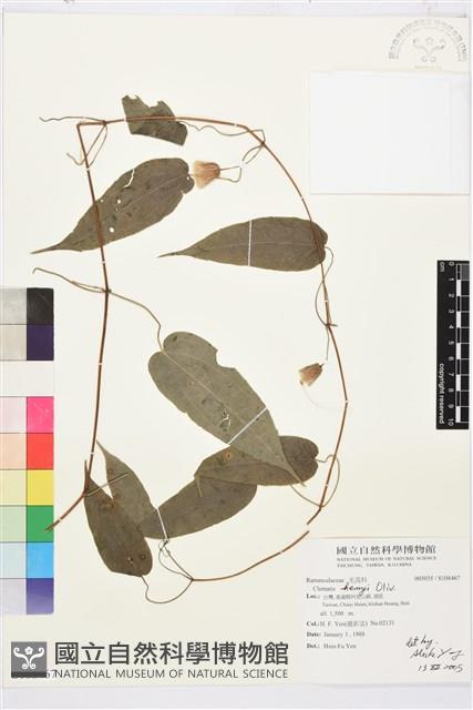 亨利氏鐵線蓮藏品圖，第1張