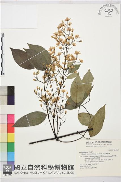 Accession Number:S043467 Collection Image, Figure 2, Total 2 Figures