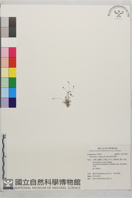 密花荸薺藏品圖，第1張