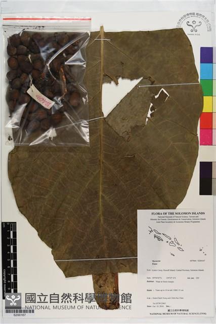 登錄號:S200167藏品圖，第1張