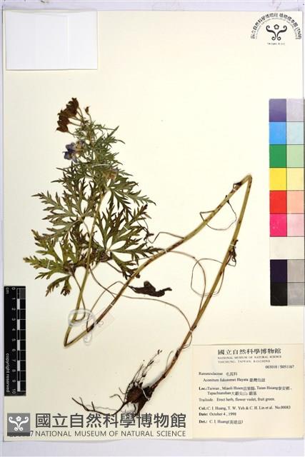 臺灣烏頭藏品圖，第2張