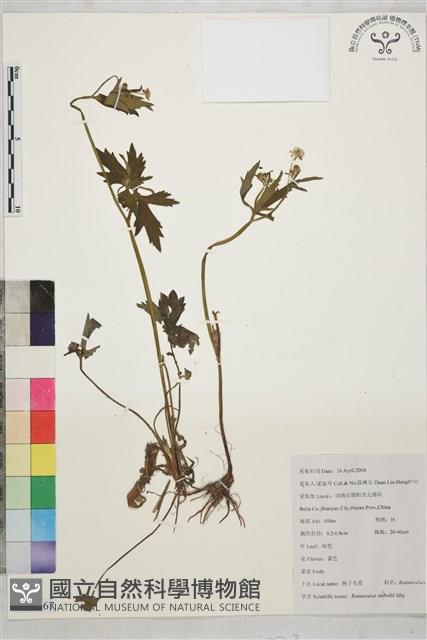辣子草、揚子毛茛藏品圖，第1張